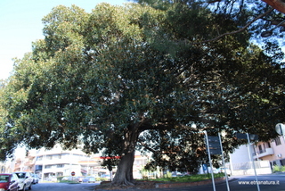 Ficus della Rotonda